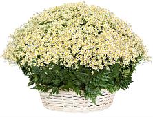 Цветочная композиция из Ромашки в корзине #REPLACE_PRED# Ржаксе